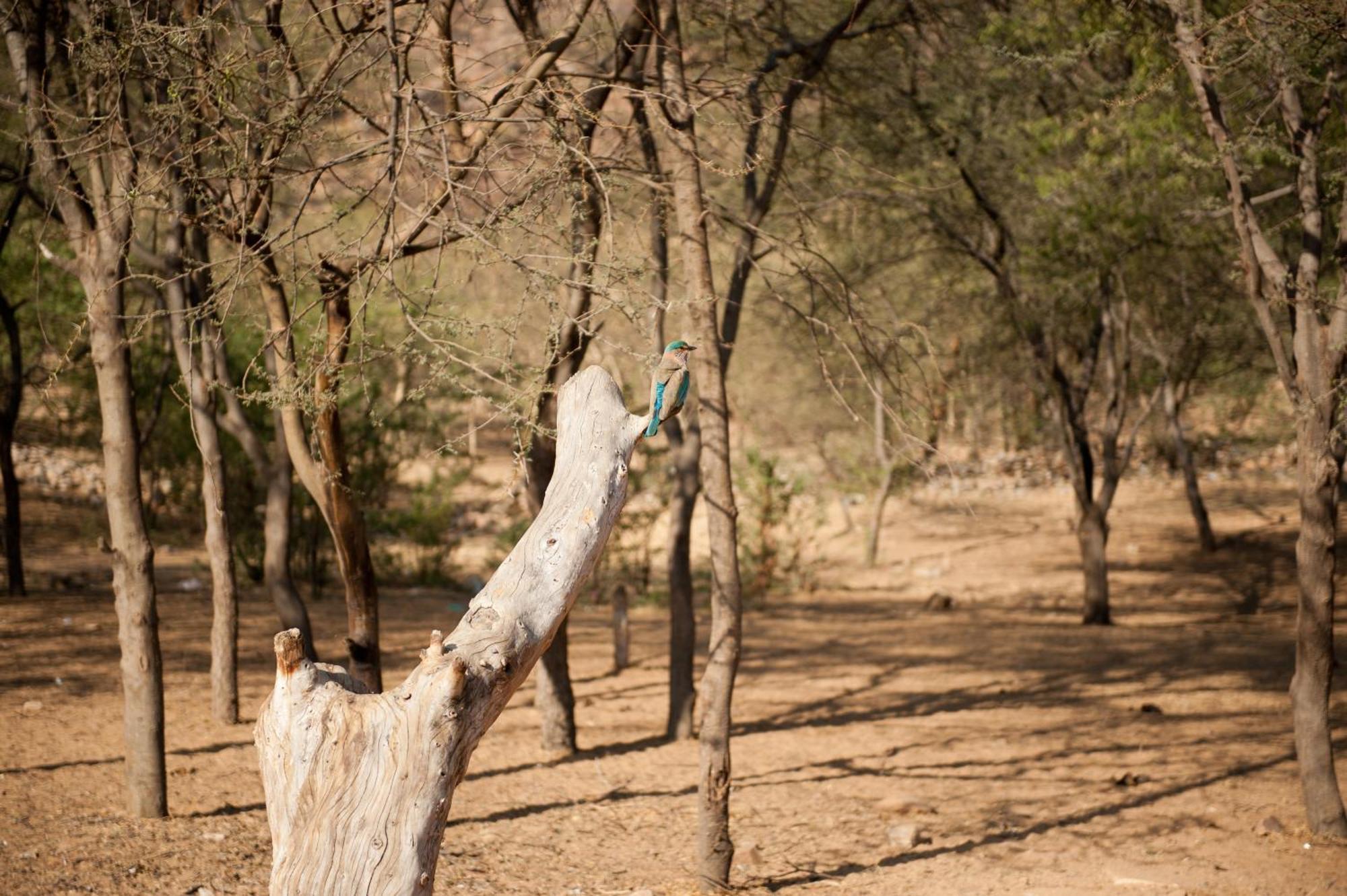 Aaram Baagh Pushkar By Pachar Group Hotell Exteriör bild